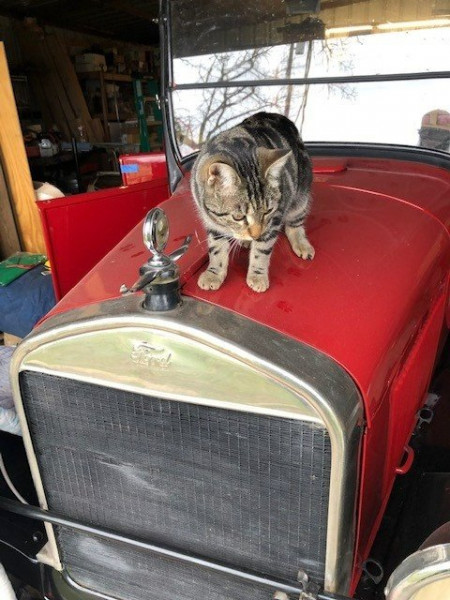 Cat.jpg