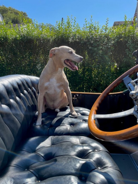 Dog Cadillac 1.jpg