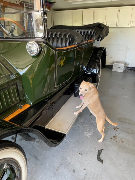 Dog Cadillac.jpg