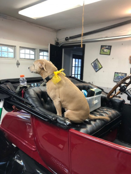 Dog Olivia.jpg