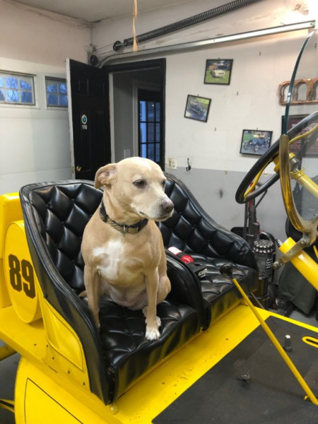 dog speedster.jpg