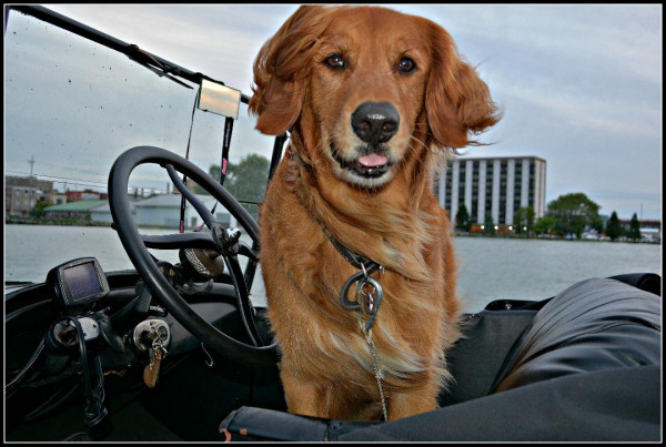 Champ the &quot;T&quot; dog
