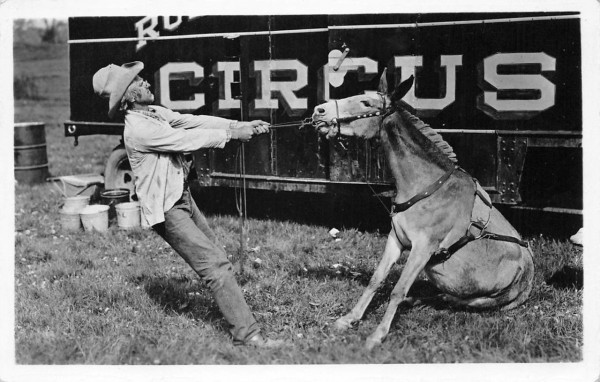 circus horse.jpg