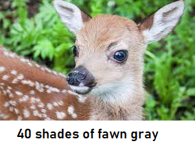 fawn.png