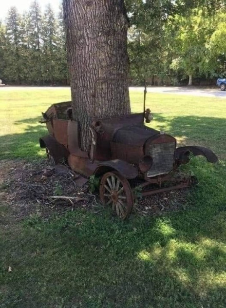 T Tree.jpg