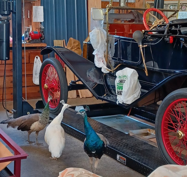 Hmmmm...mighty big bluebird eh, brother?
