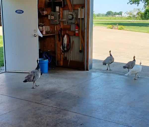 Seen enough...back home they go!!