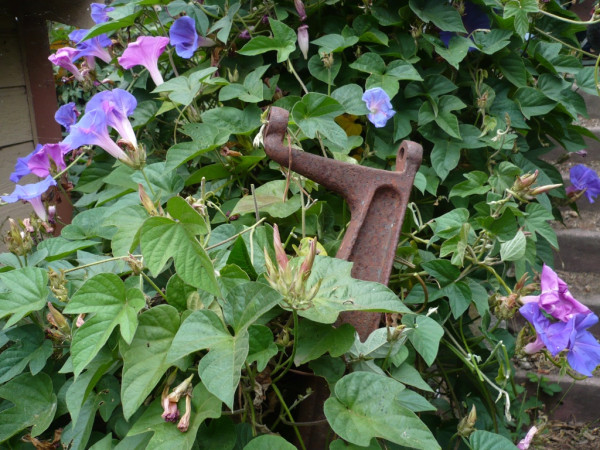 P1000832.JPG