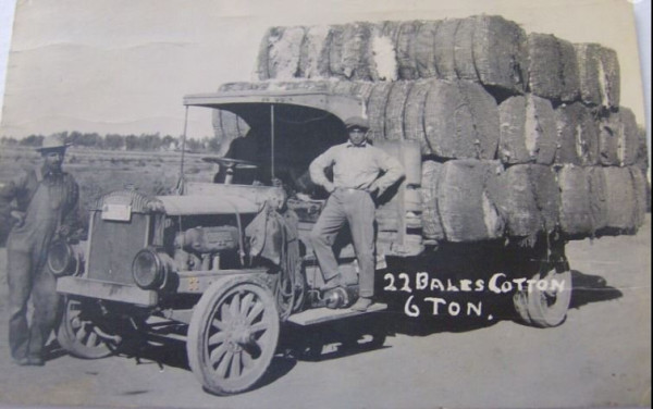 cotton.JPG