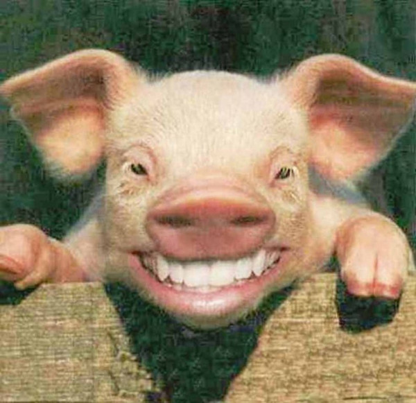 SMILING PIG.jpg
