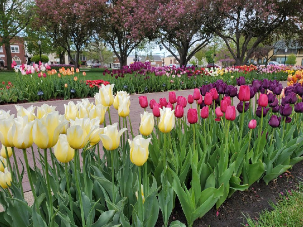 tulips.png
