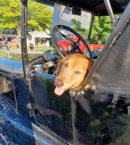 A ruff life