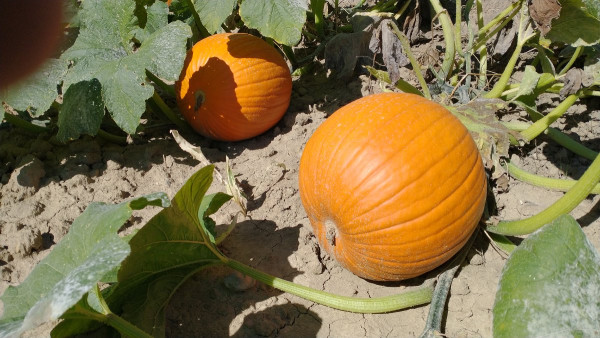 pumpkin.jpg