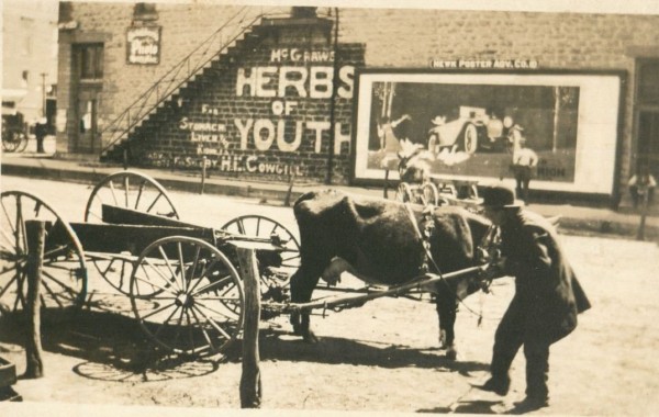 Herbs of youth.JPG