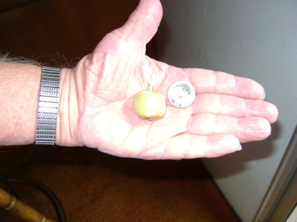 Apple crop October 23 2022 001.JPG