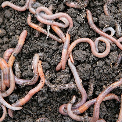 worm.jpg