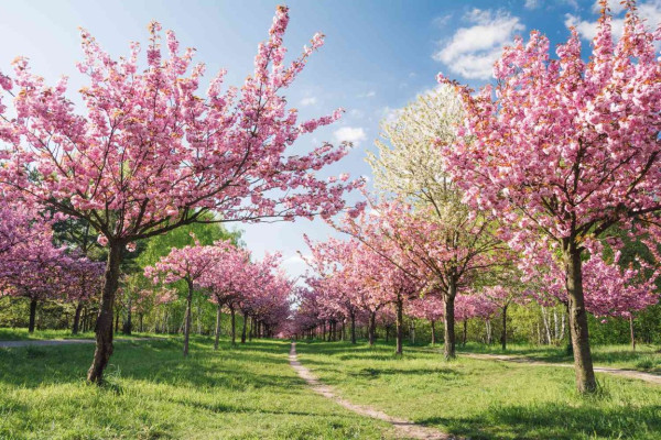BerlinCherryBlossomGettyImages-736044561PhilippDase-5aa5394bfa6bcc0037c1f923.jpg