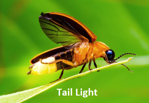 tlight.png