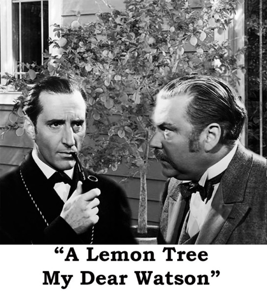 LemonTree.jpg