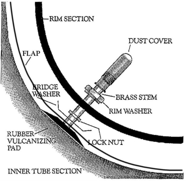 stem.jpg