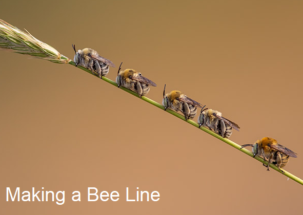 bl.png