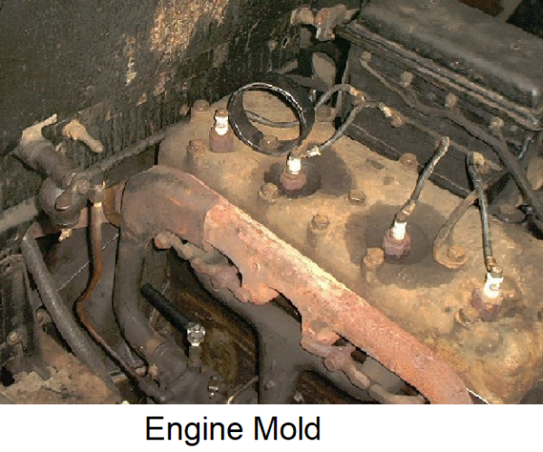 mold.png