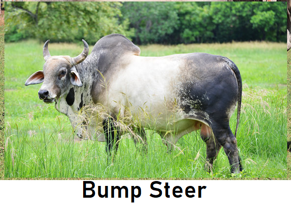 bsteer.png
