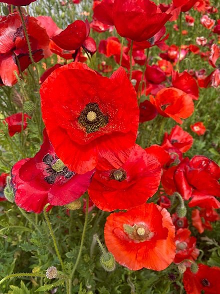 Red_poppies_vertical.jpeg