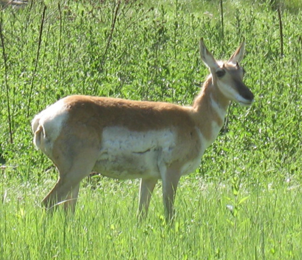 IMG_1381 copy.JPG