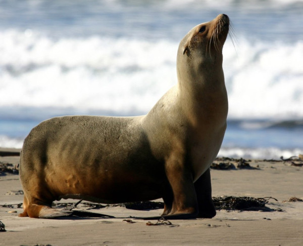 Sea Lion.jpg