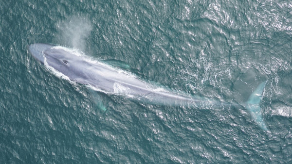 blue-whale.jpg
