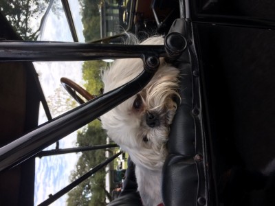 Agape the Tour Dog