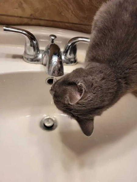 cat drinking water.jpeg