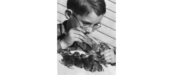 Darel Leipold with Rabbits - Minneapolis Times 8-28-1942.png