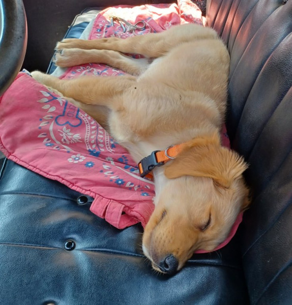 Jim Riedys new Golden!  Meet &quot;Hank&quot;. What a life!
