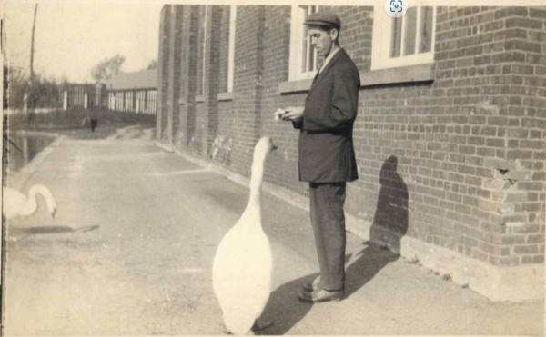 geese.JPG