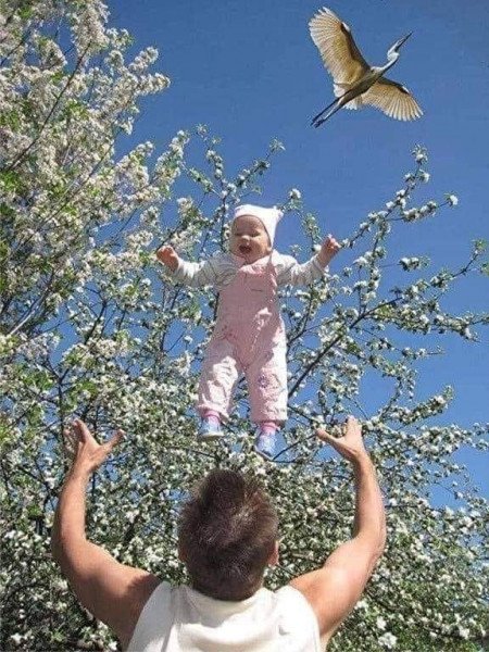 Rare photo of stork delivering baby.jpg