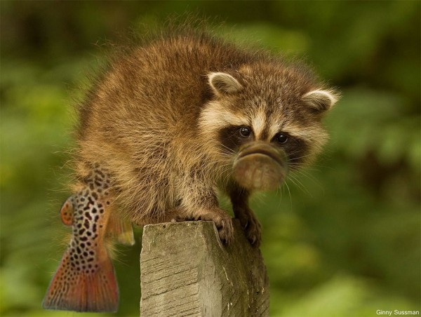 Makaroon.jpg