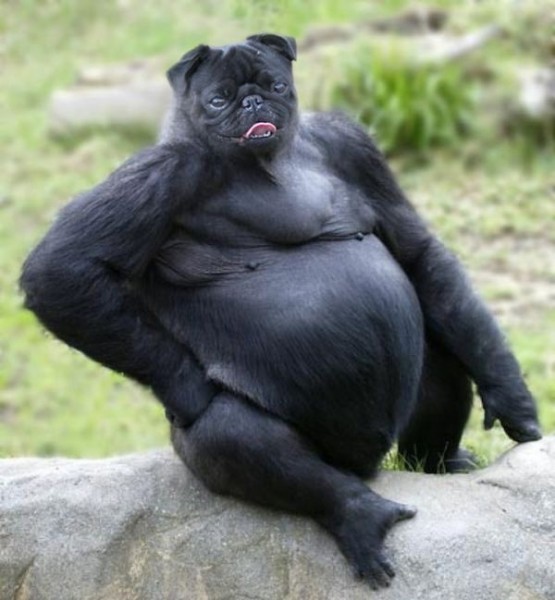 african mountain pug.jpg