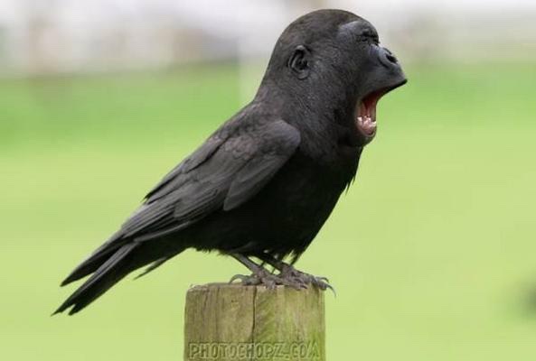 african mountain raven.jpg