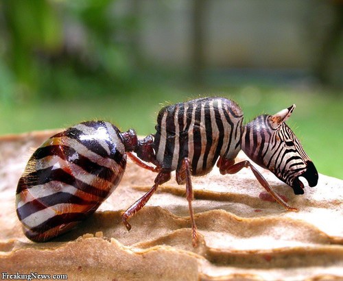 zebra ant.jpg