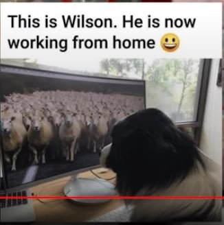 wilson.JPG