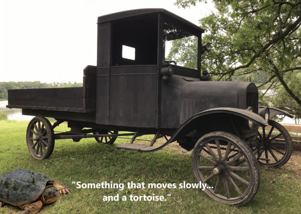 TTortoise.jpg