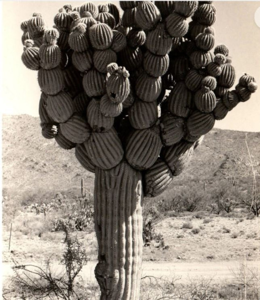 watermelon tree.JPG