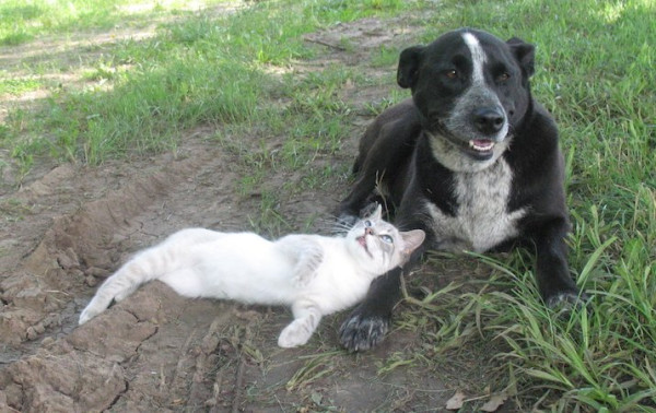 puff_and_shorty.jpg