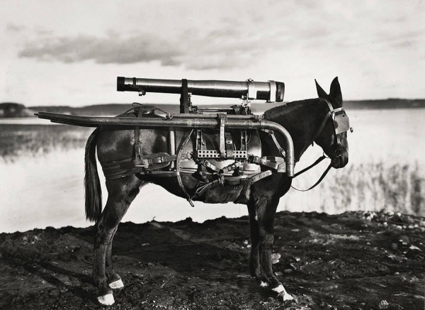 rocket-donkey.jpg