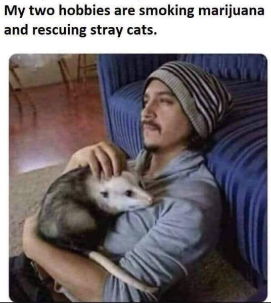 Stray cats.jpg