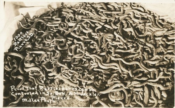 rattle snakes.JPG