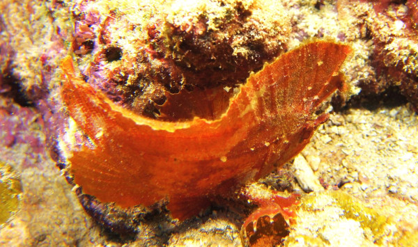 MICR3256.jpg