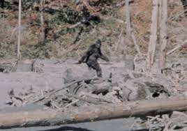 yeti.jpg